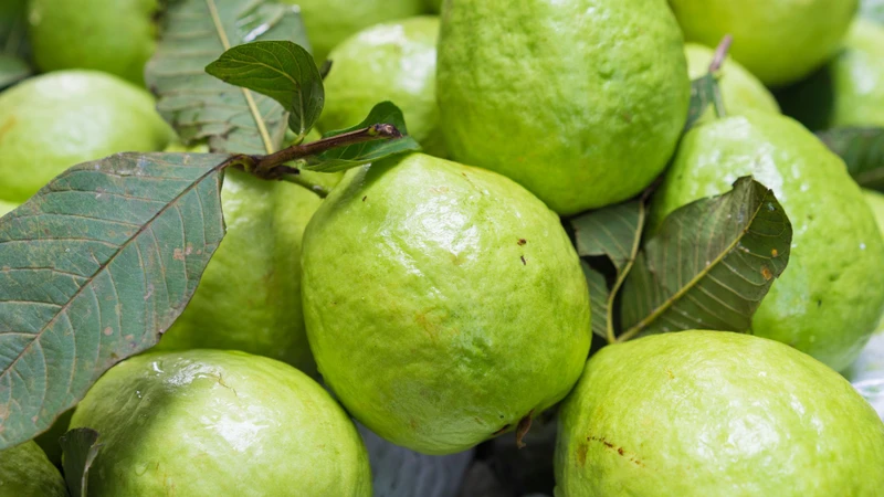1. Ổi làm đầy dạ dày bằng cách “đánh lừa” hệ thần kinh trung ương