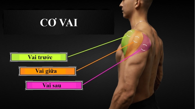 Tại sao vai sau lại “khó phát triển” hơn vai trước và vai giữa?