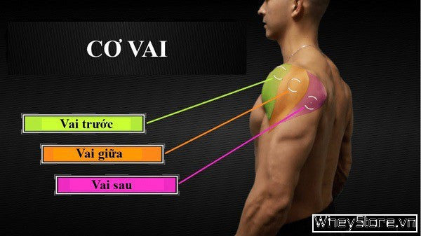 Giải phẫu vai trước: Hiểu để tập đúng, không phải tập nhiều