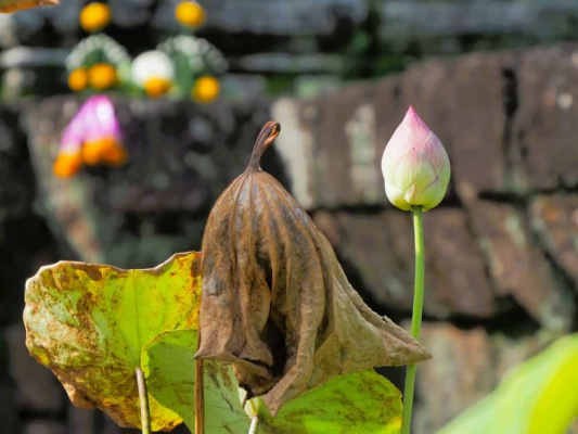 Cơ chế lá sen tác động lên mỡ bụng: Không phải “đốt cháy”, mà là điều hòa