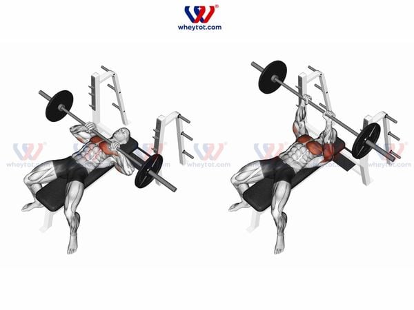 Thứ nhất: Phân nhóm cơ theo logic sinh lý — không theo cảm tính. Thứ nhất: Phân nhóm cơ theo logic sinh lý — không theo cảm tính.