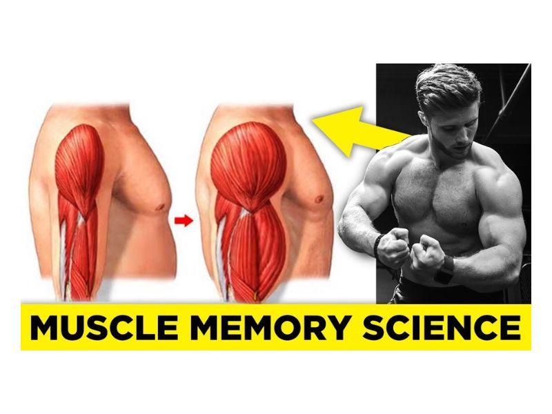 Muscle memory là gì? Không phải “cơ nhớ”, mà là “tế bào nhớ” Muscle memory là gì? Không phải “cơ nhớ”, mà là “tế bào nhớ”