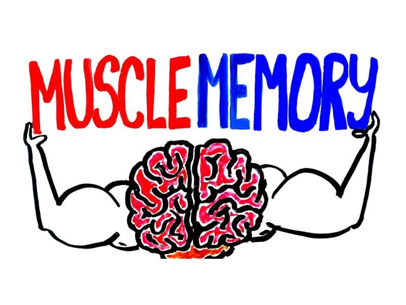 Muscle memory trong dinh dưỡng và phục hồi: Khi “bộ nhớ” không chỉ nằm ở cơ Muscle memory trong dinh dưỡng và phục hồi: Khi “bộ nhớ” không chỉ nằm ở cơ