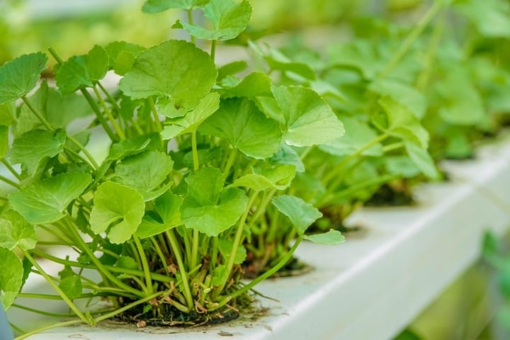 Nước rau má bao nhiêu calo? Phân tích chi tiết từng phiên bản phổ biến Nước rau má bao nhiêu calo? Phân tích chi tiết từng phiên bản phổ biến