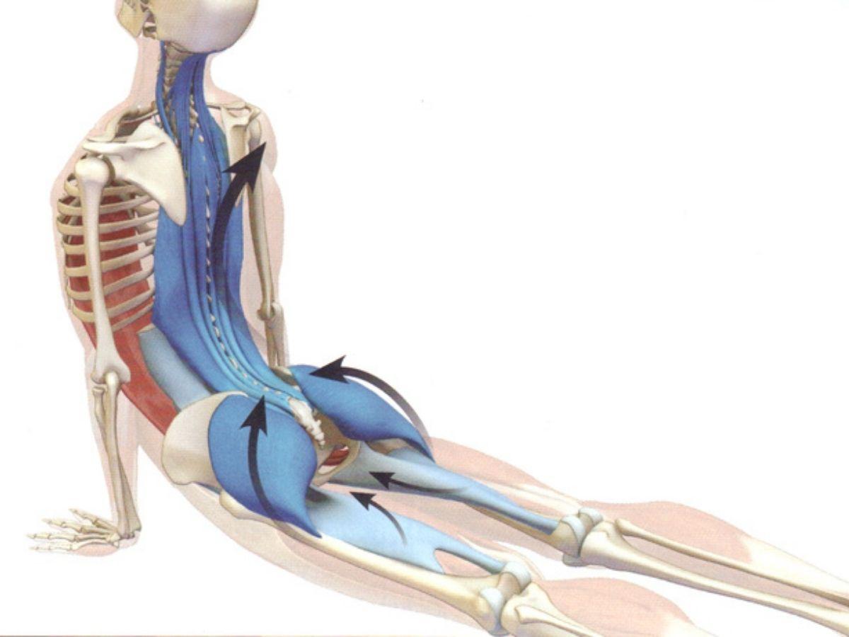 Các biến thể của tư thế rắn hổ mang — chọn đúng để phù hợp mục tiêu Các biến thể của tư thế rắn hổ mang — chọn đúng để phù hợp mục tiêu